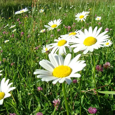 Bed & Breakfast Landhaus Teufl Faistenau