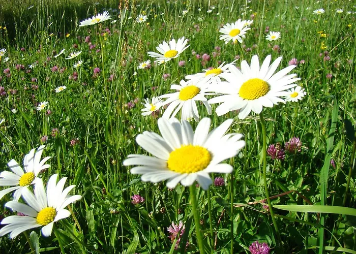 Bed & Breakfast Landhaus Teufl Faistenau